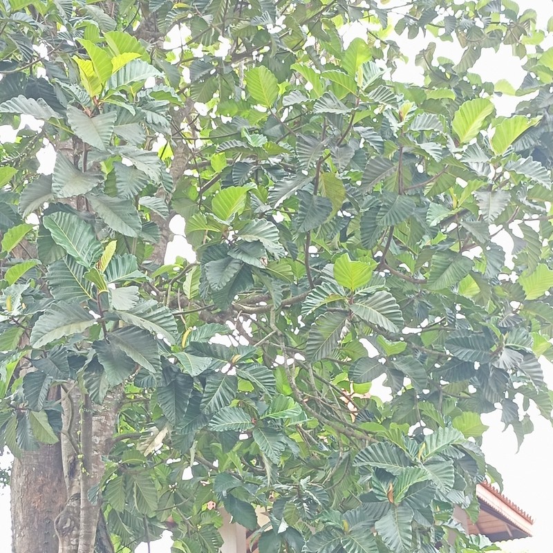 Artocarpus nobilis photo 6