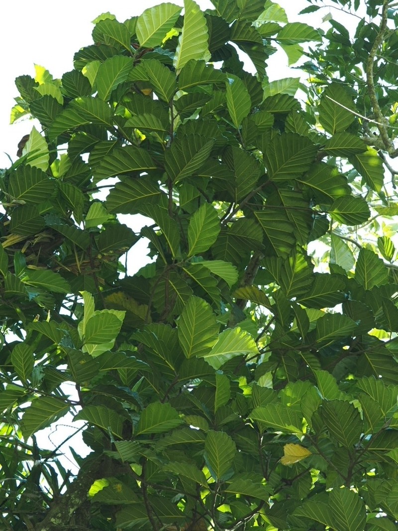 Artocarpus nobilis photo 7