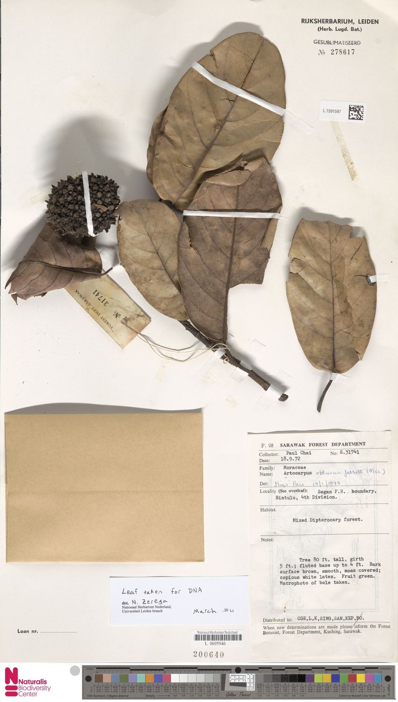 Artocarpus obtusus