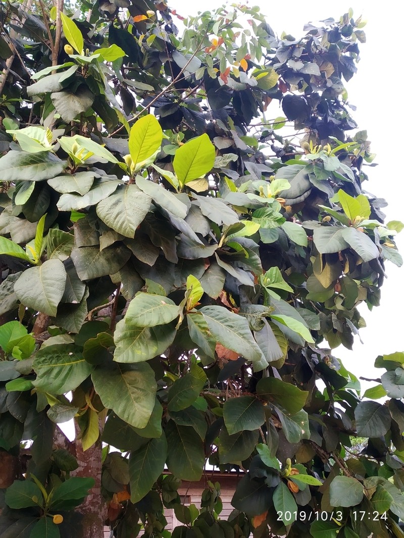 Marang photo 2