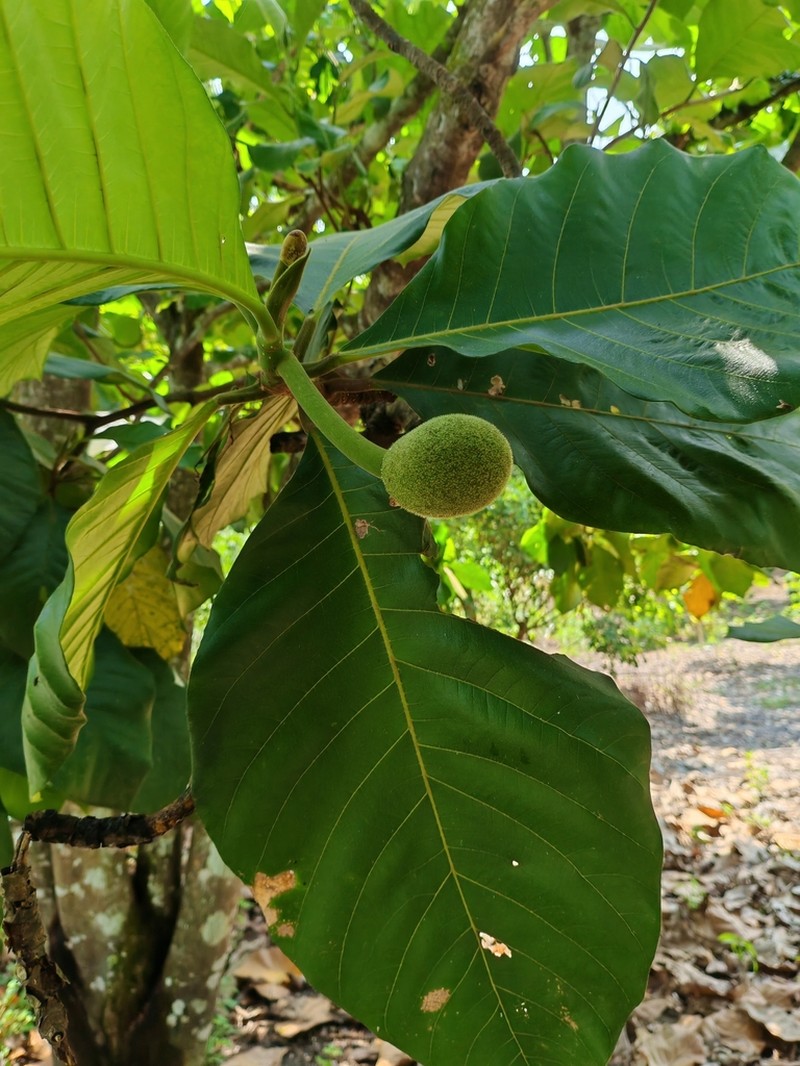 Marang photo 3