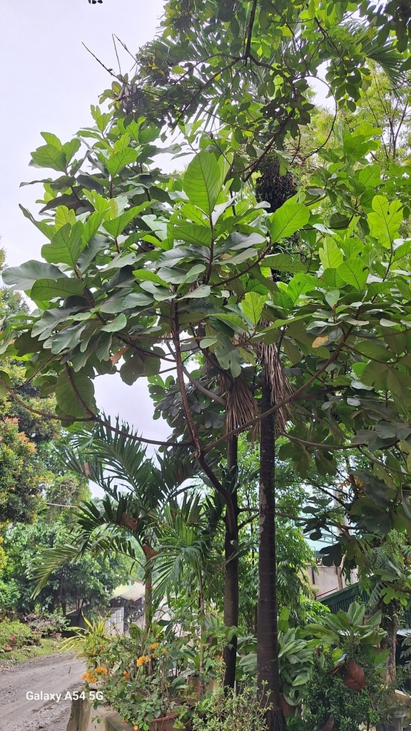Marang photo 4