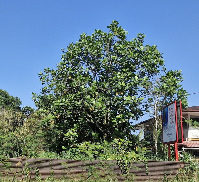 Marang photo 5