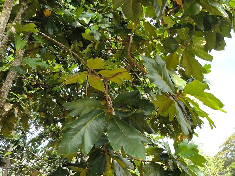 Marang photo 7