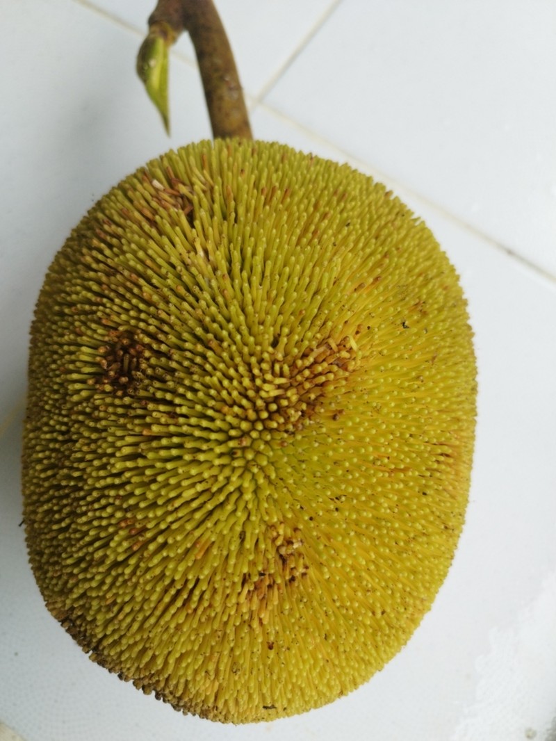Marang photo 8