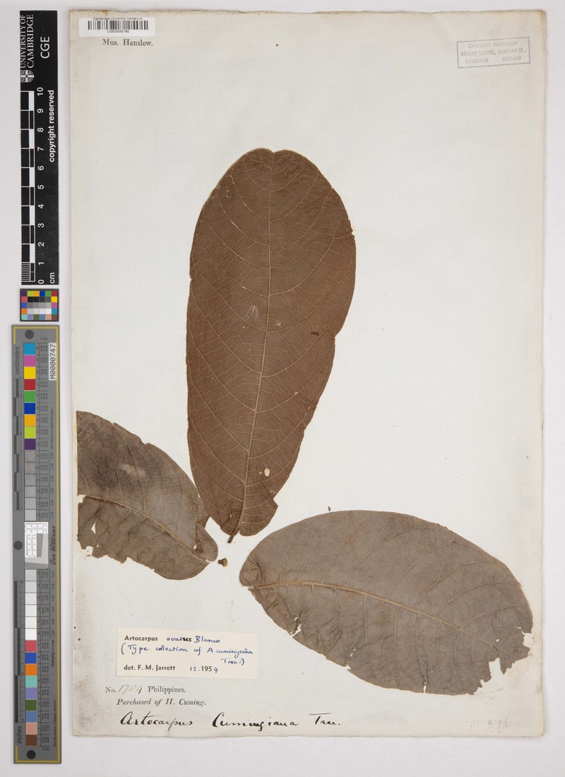 Artocarpus ovatus photo 2