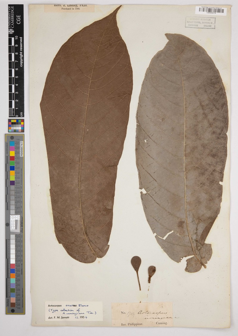 Artocarpus ovatus photo 3