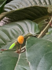 Artocarpus ovatus