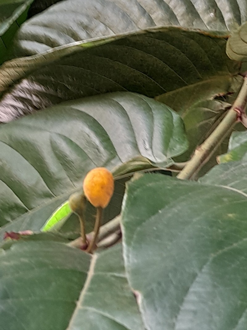 Artocarpus ovatus
