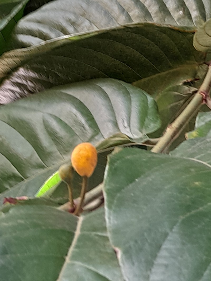 Artocarpus ovatus photo 4