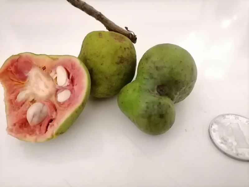 Artocarpus parvus