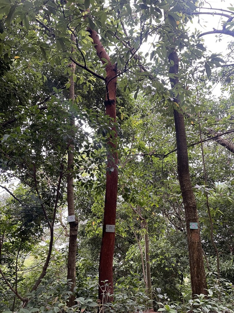 Artocarpus parvus photo 2