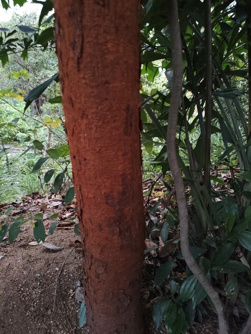 Artocarpus parvus photo 3