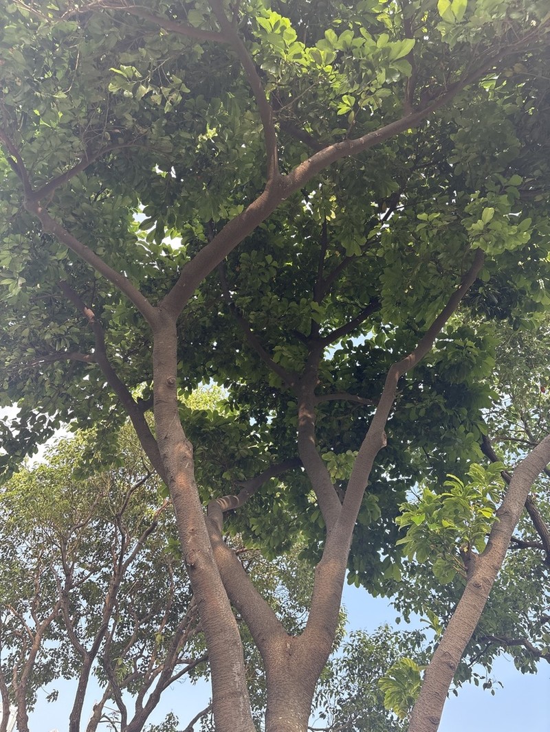Artocarpus parvus photo 5