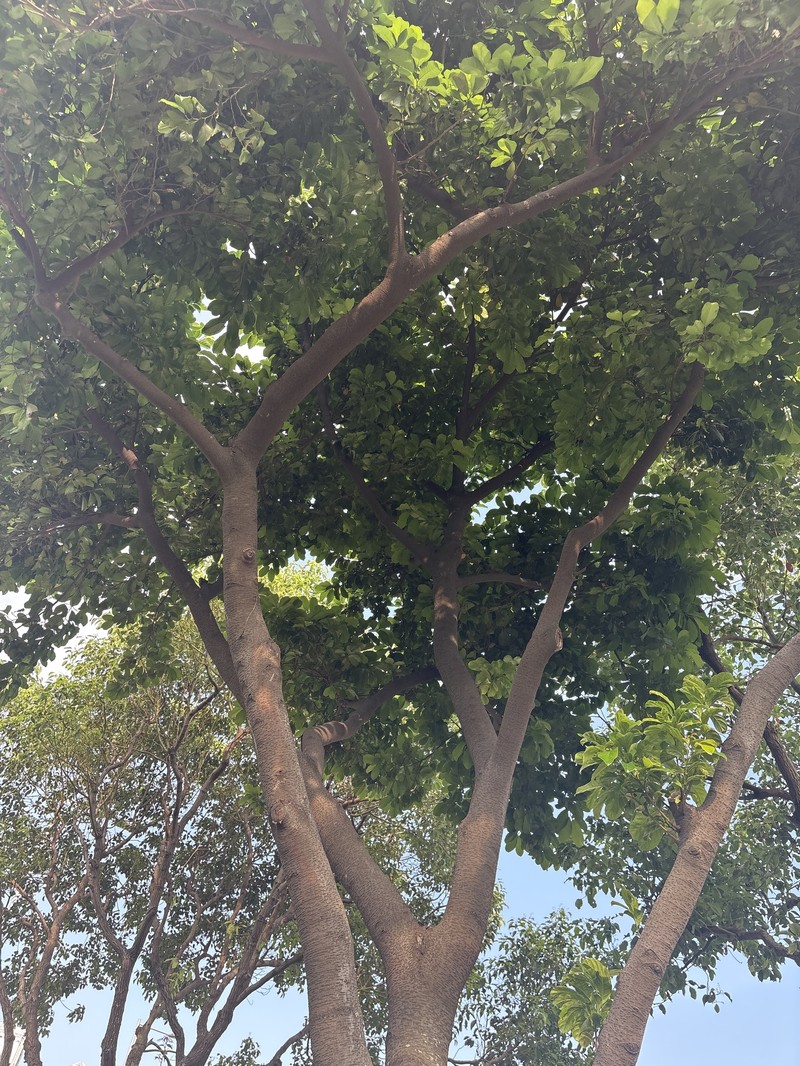 Artocarpus parvus photo 6