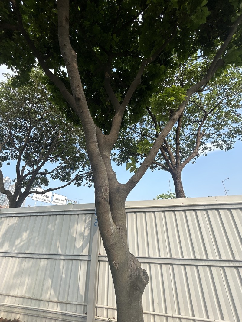 Artocarpus parvus photo 7