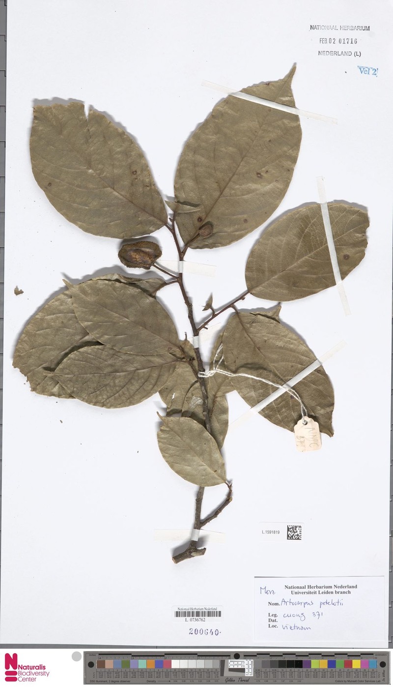 Artocarpus petelotii