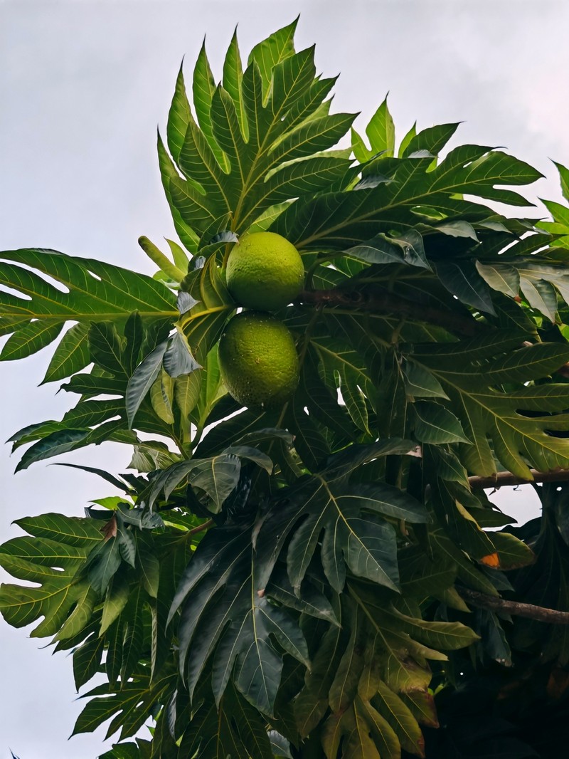 Artocarpus pinnatisectus