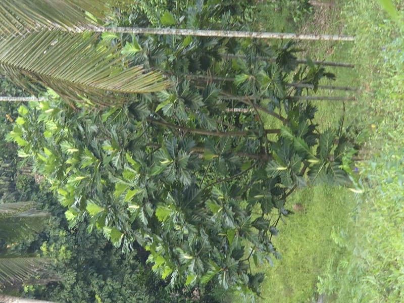 Artocarpus pinnatisectus photo 2