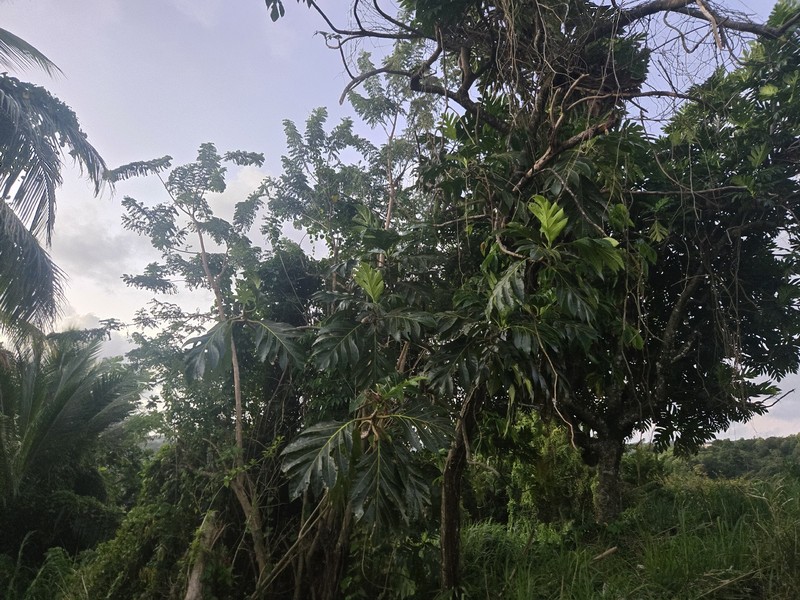 Artocarpus pinnatisectus photo 3