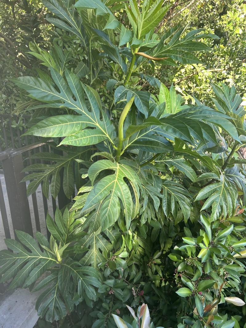 Artocarpus pinnatisectus photo 4