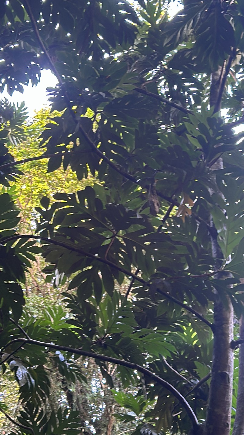 Artocarpus pinnatisectus photo 5