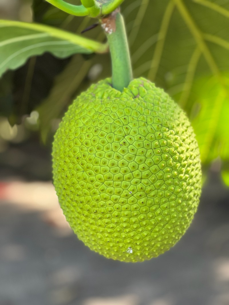 Artocarpus pinnatisectus photo 6