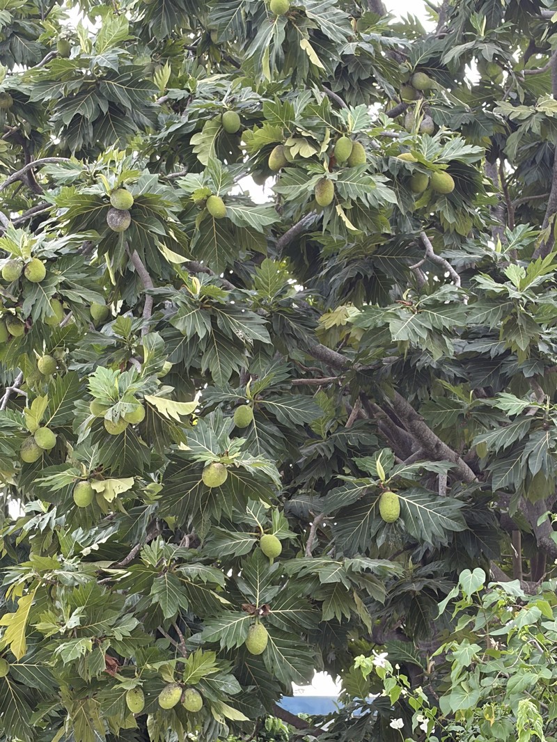 Artocarpus pinnatisectus photo 7