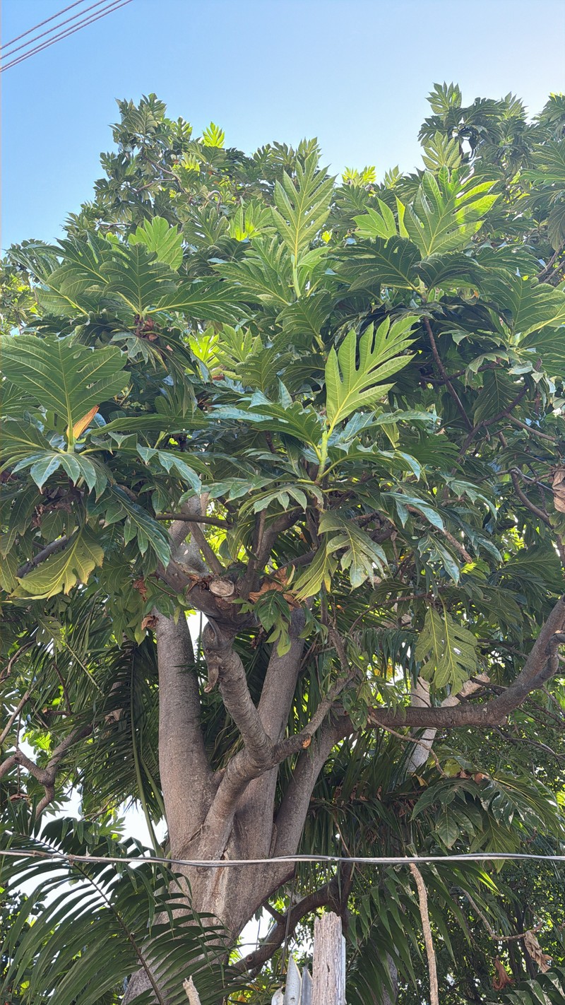 Artocarpus pinnatisectus photo 8