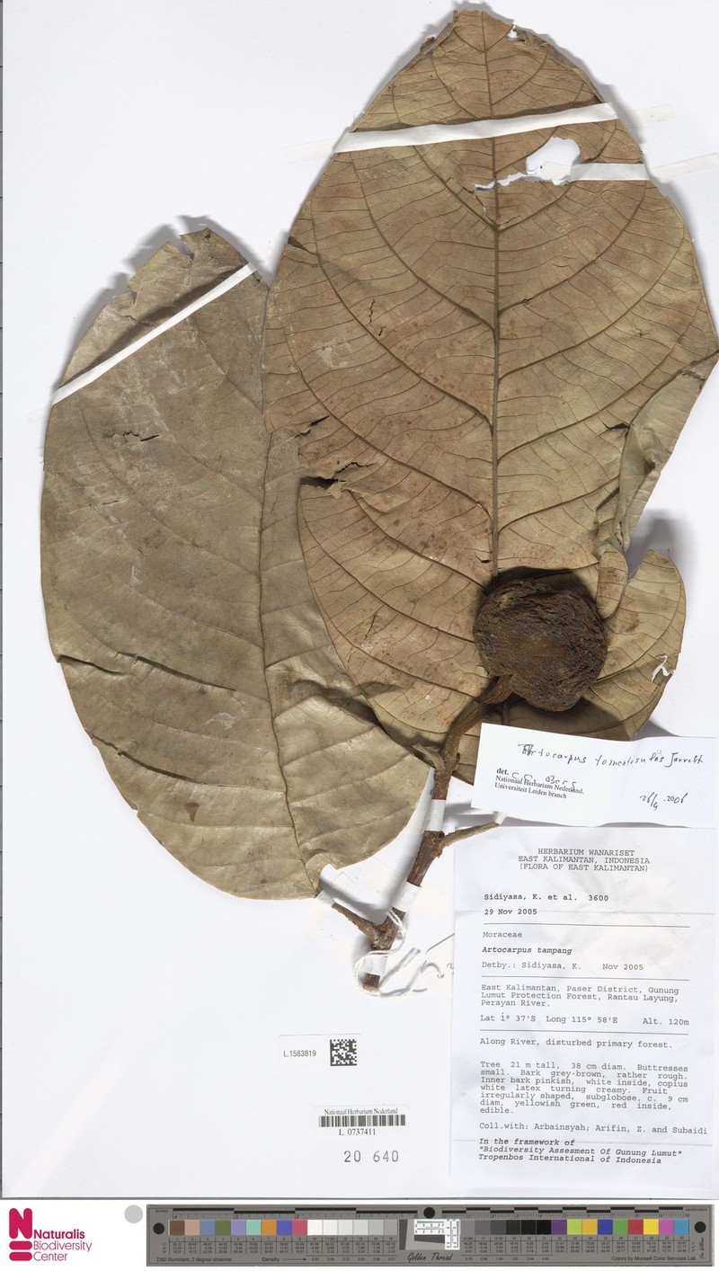 Artocarpus primackii