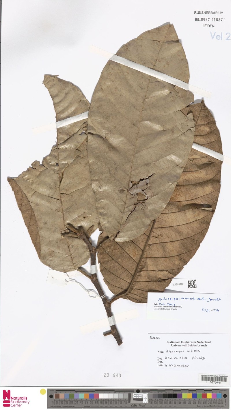 Artocarpus primackii photo 2