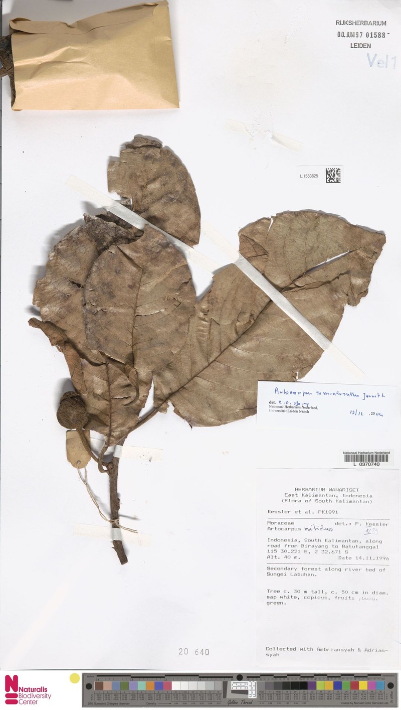 Artocarpus primackii photo 3