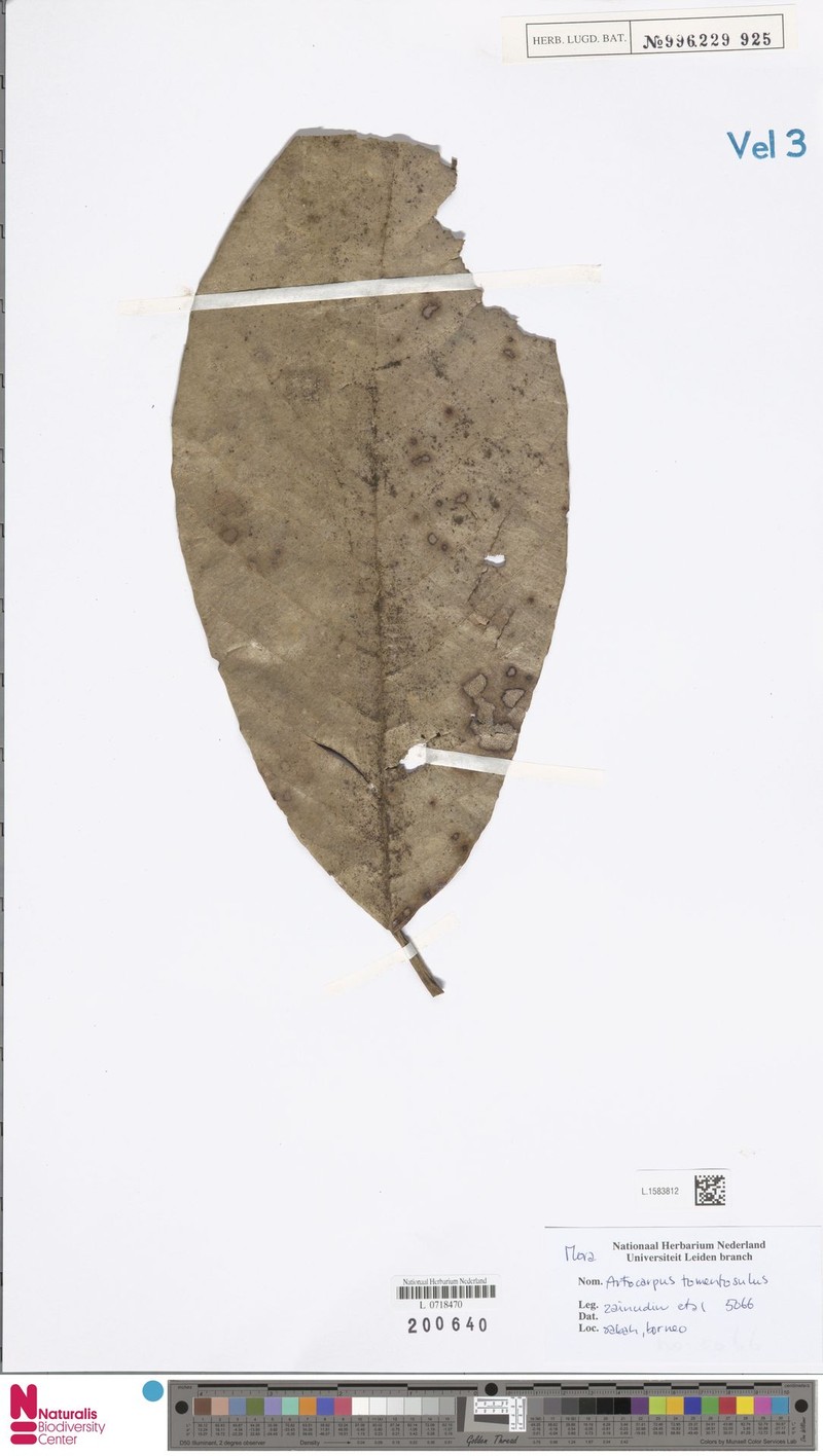 Artocarpus primackii photo 4