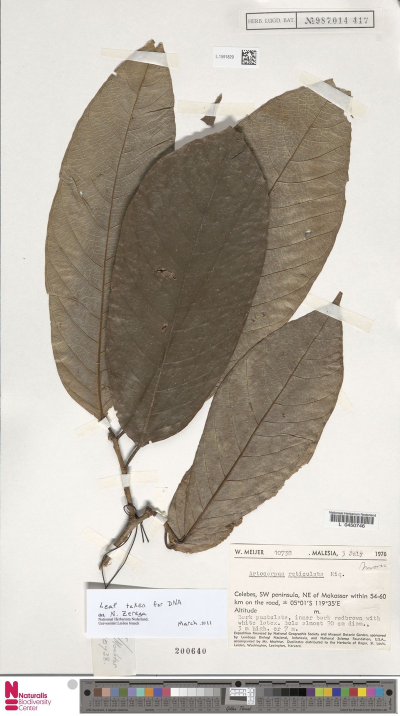 Artocarpus reticulatus