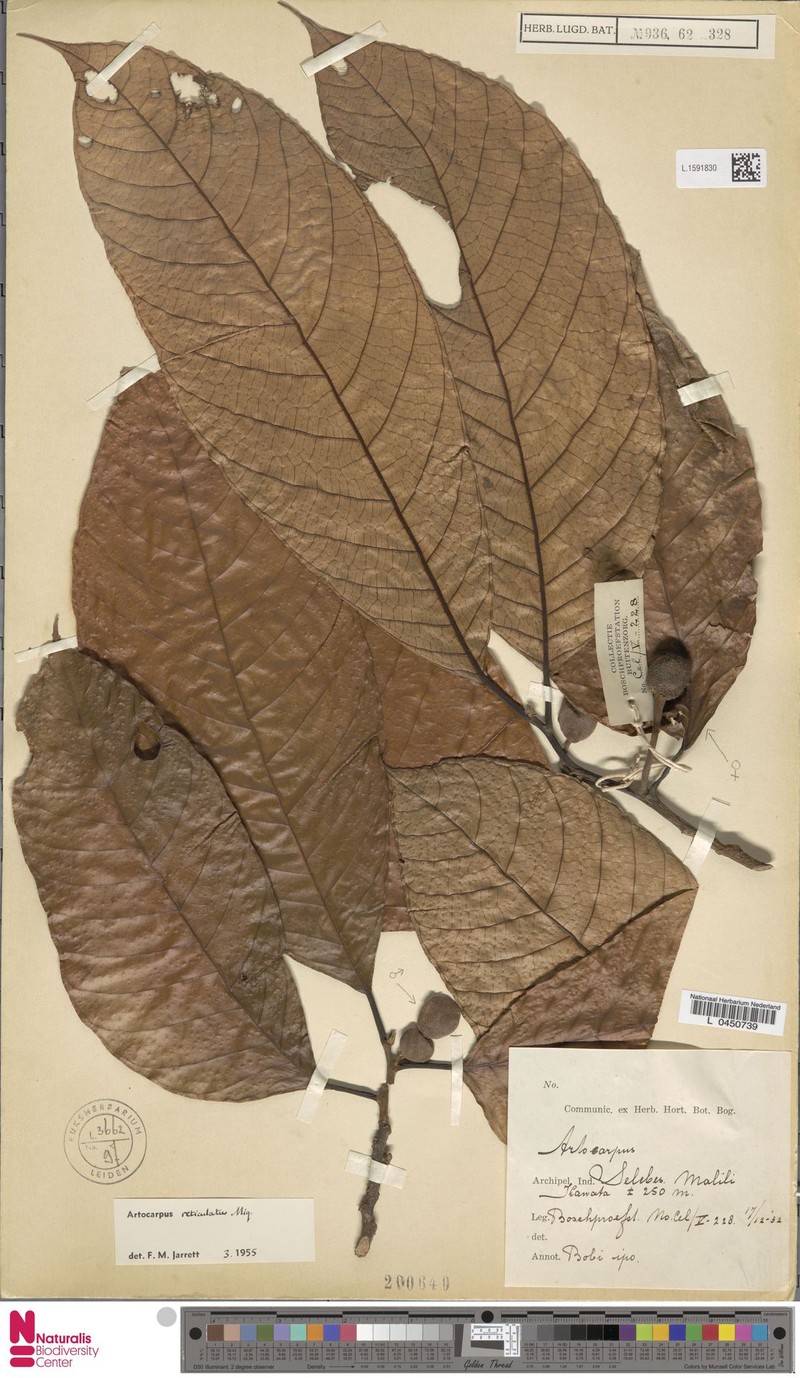 Artocarpus reticulatus photo 2