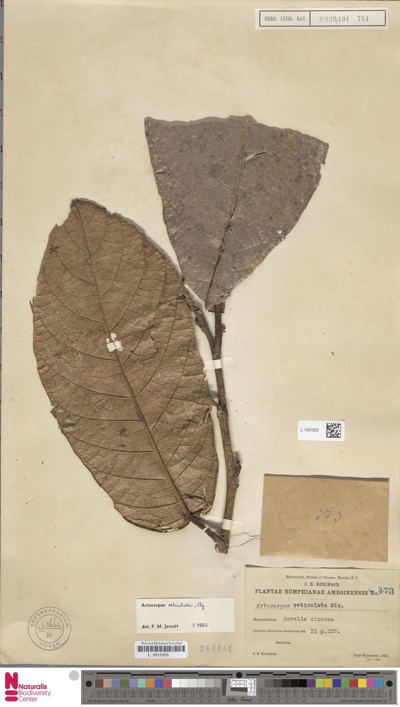 Artocarpus reticulatus photo 3