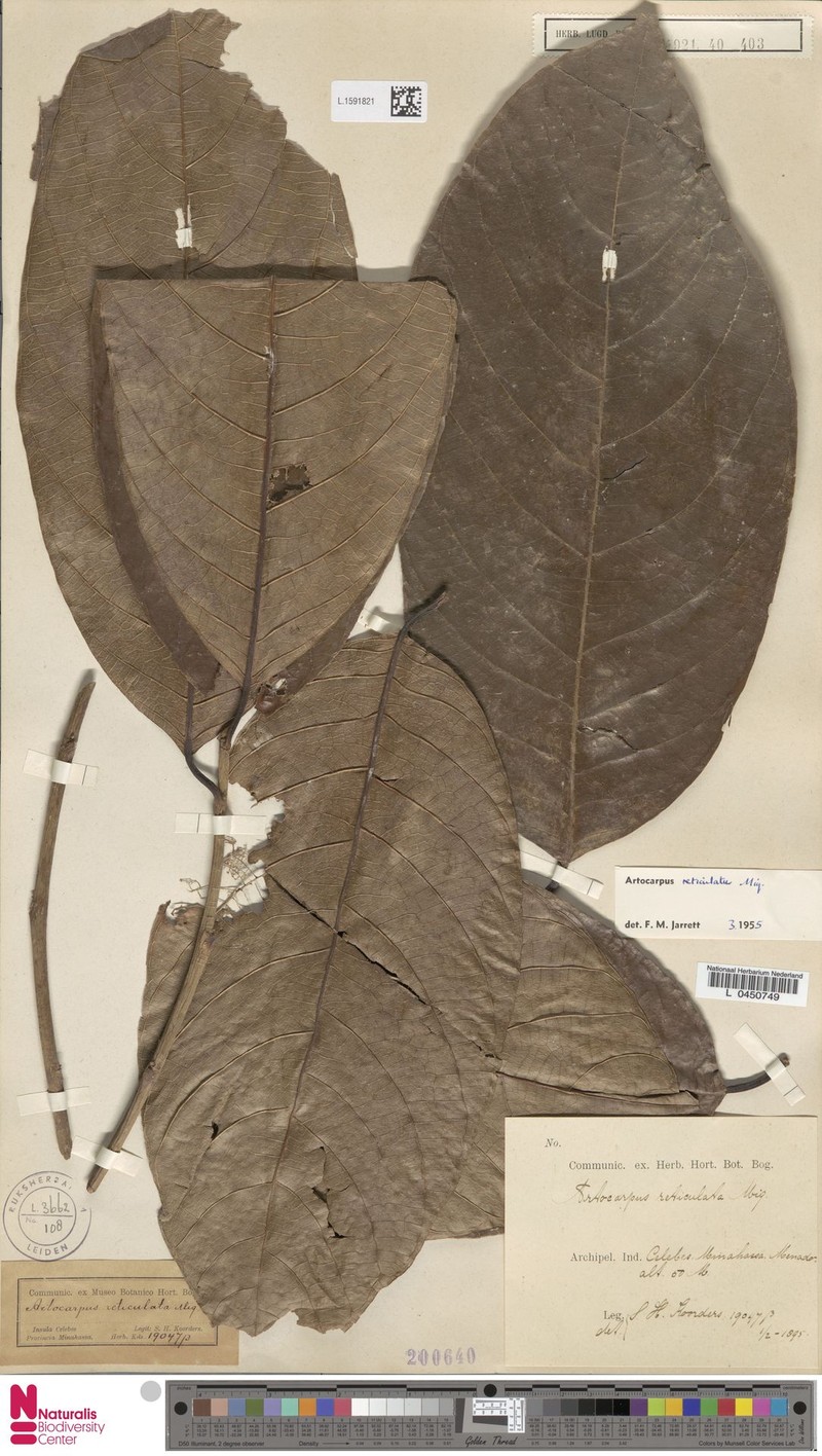 Artocarpus reticulatus photo 4