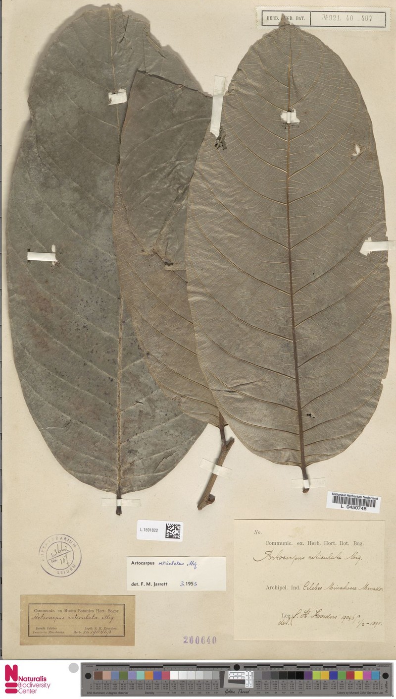 Artocarpus reticulatus photo 5