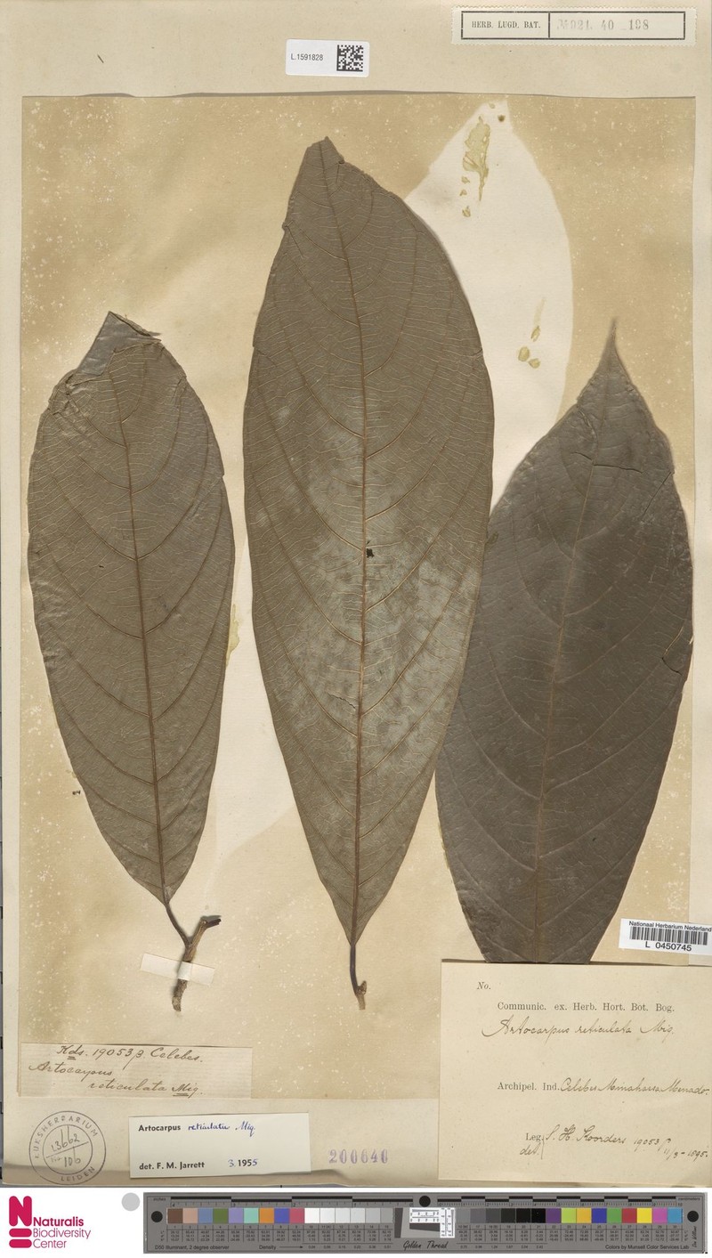 Artocarpus reticulatus photo 6
