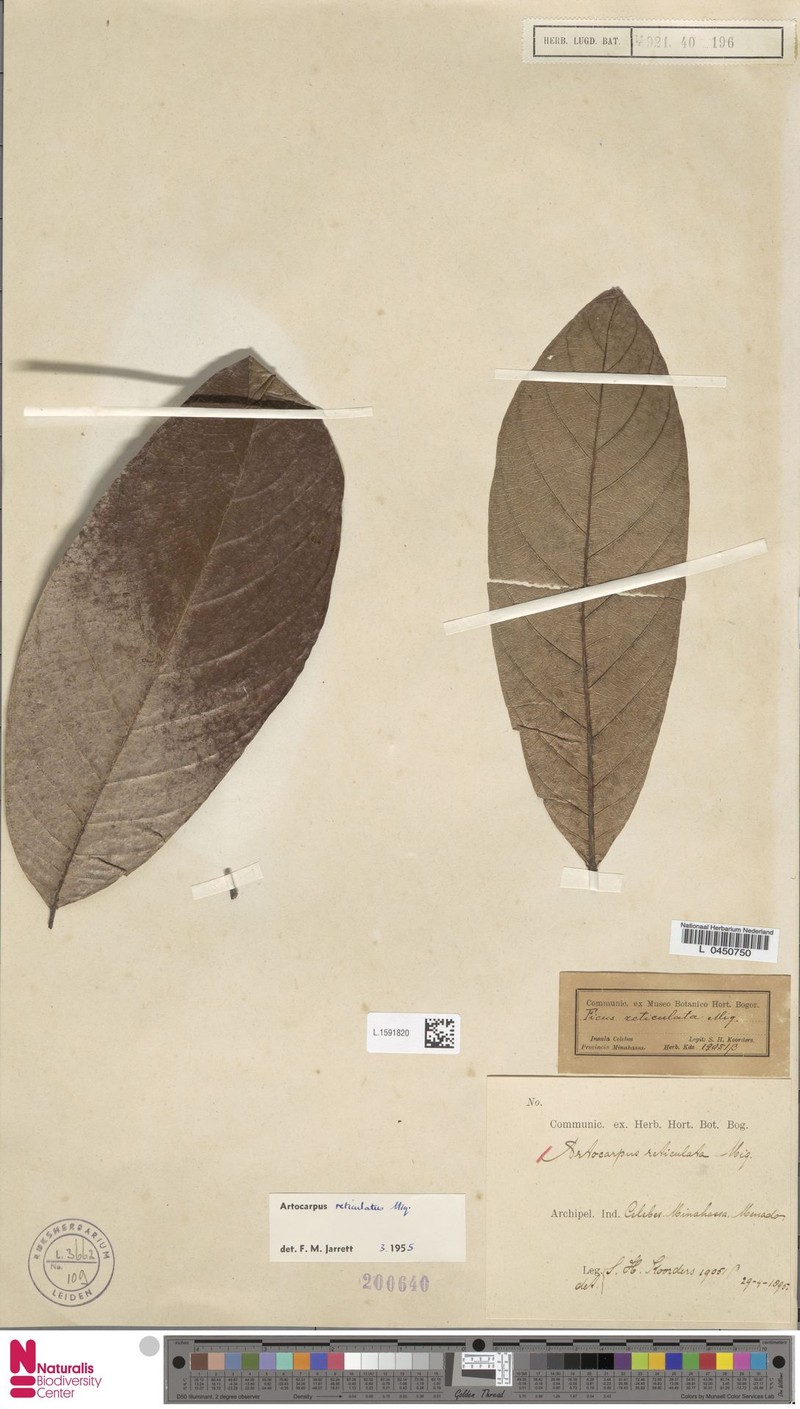 Artocarpus reticulatus photo 7