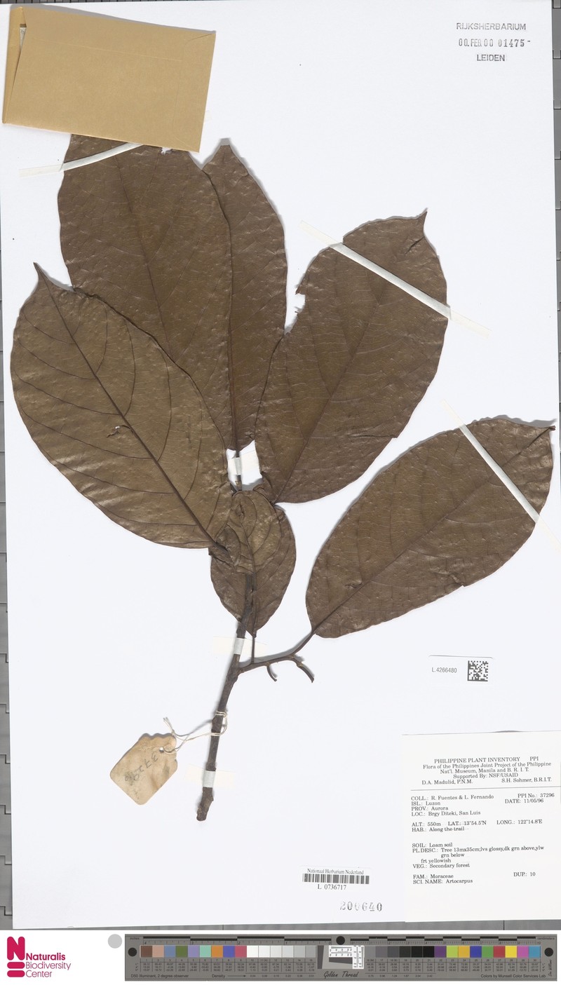 Artocarpus rubrovenius