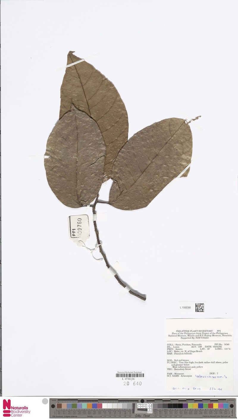 Artocarpus rubrovenius photo 2