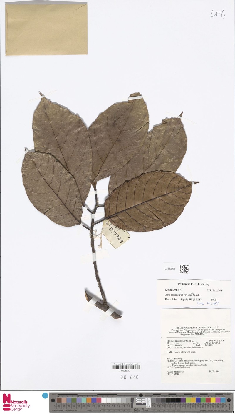 Artocarpus rubrovenius photo 3