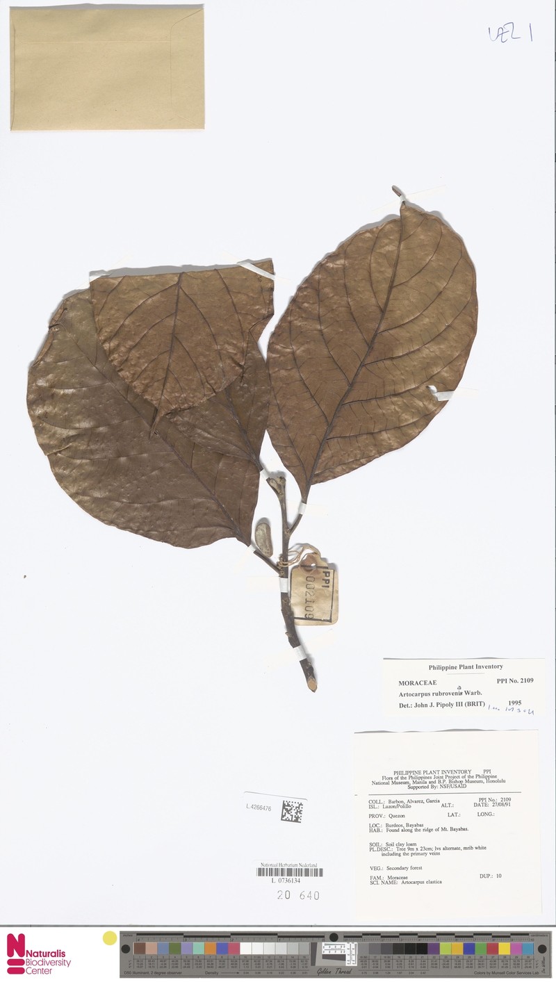 Artocarpus rubrovenius photo 4
