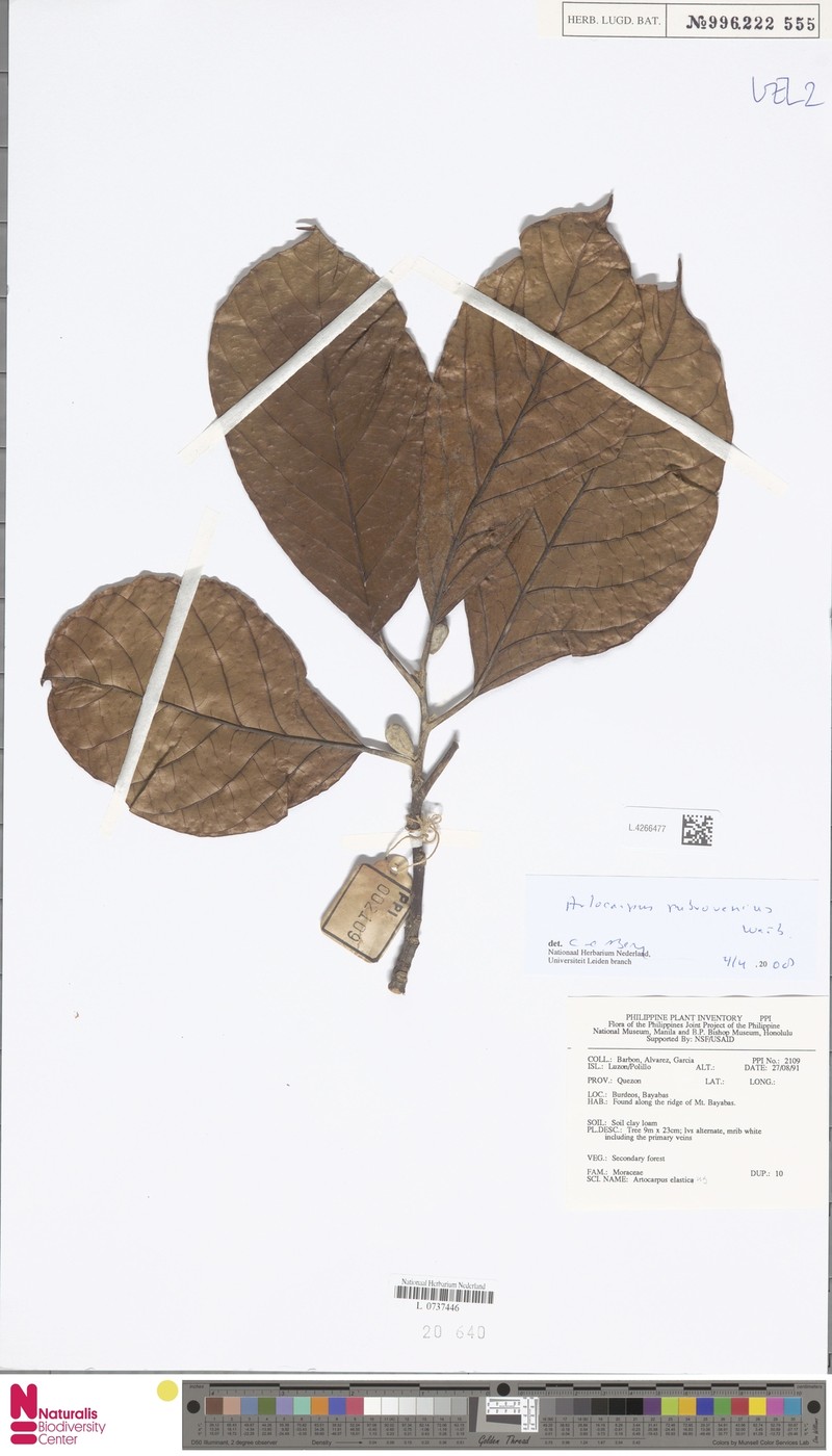 Artocarpus rubrovenius photo 5