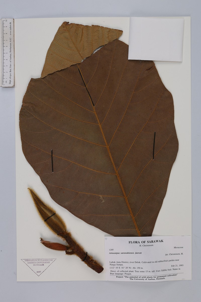 Artocarpus sarawakensis