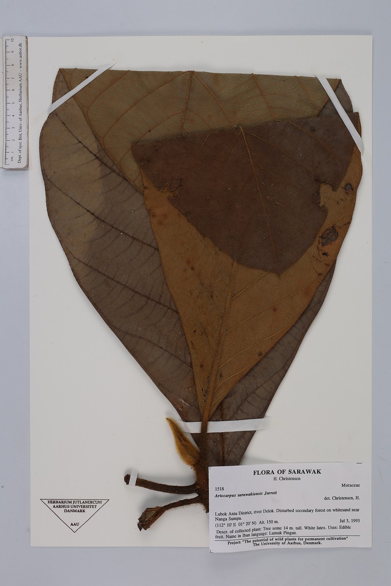 Artocarpus sarawakensis photo 2