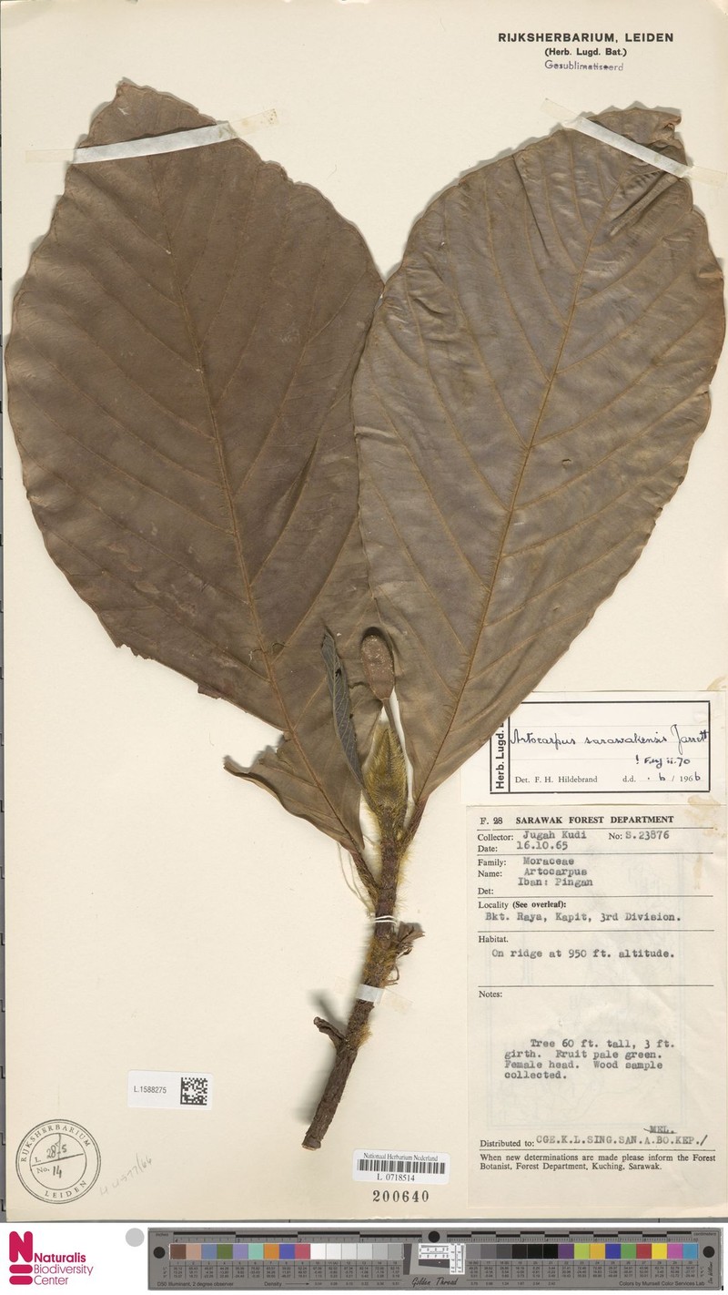 Artocarpus sarawakensis photo 4