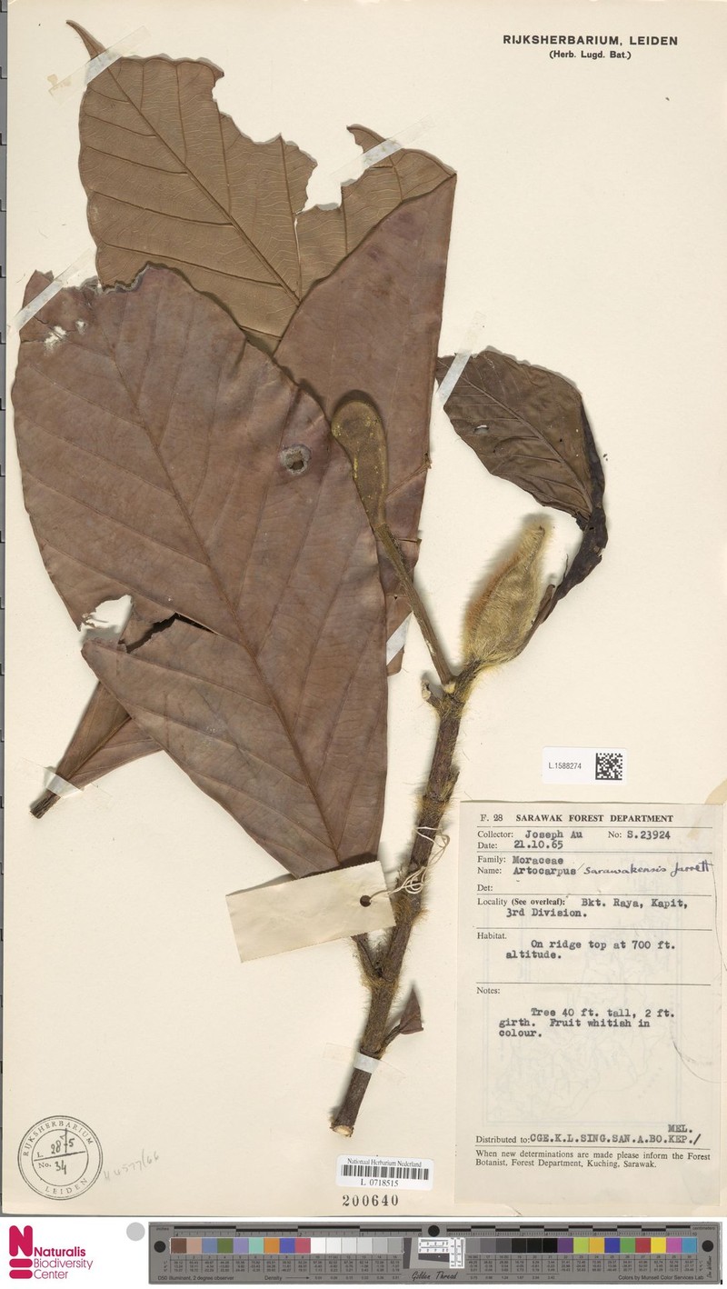 Artocarpus sarawakensis photo 5