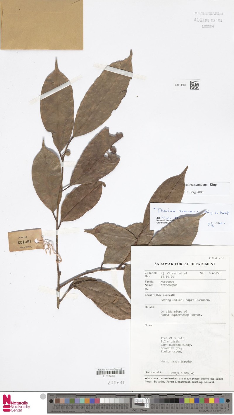 Artocarpus scandens